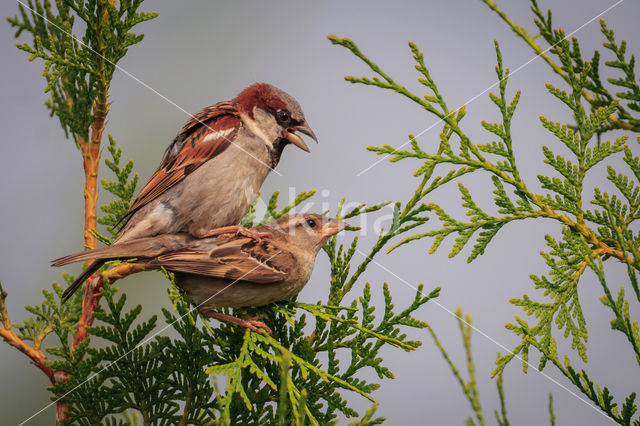 House Sparrow (Passer domesticus)