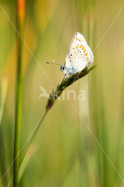 Common Blue (Polyommatus icarus)