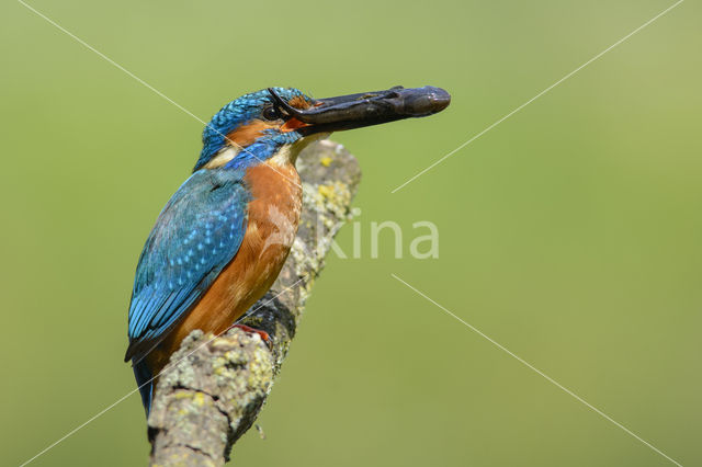 Kingfisher (Alcedo atthis)