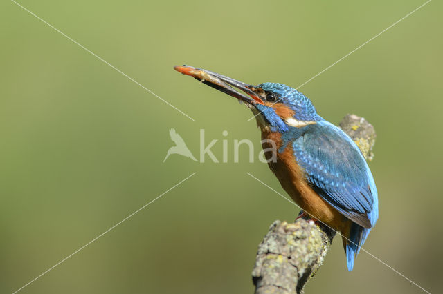 IJsvogel (Alcedo atthis)