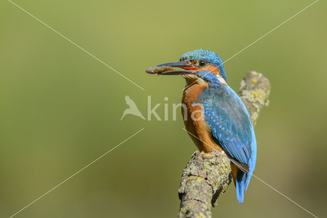 Kingfisher (Alcedo atthis)