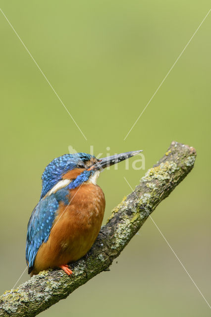 Kingfisher (Alcedo atthis)