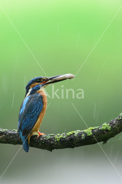 IJsvogel (Alcedo atthis)