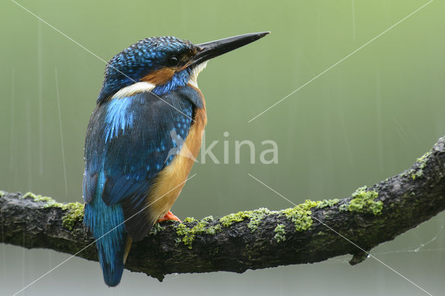 IJsvogel (Alcedo atthis)