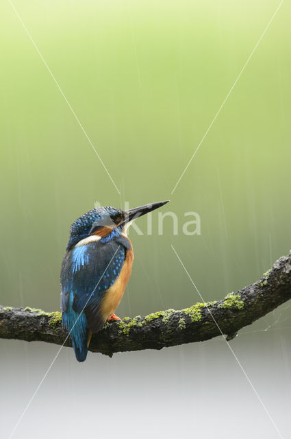 Kingfisher (Alcedo atthis)