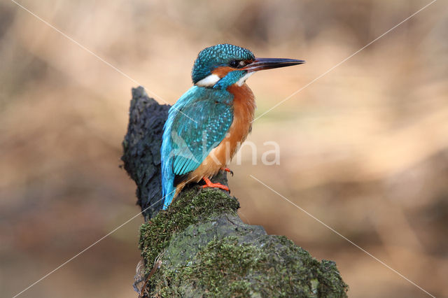 Kingfisher (Alcedo atthis)