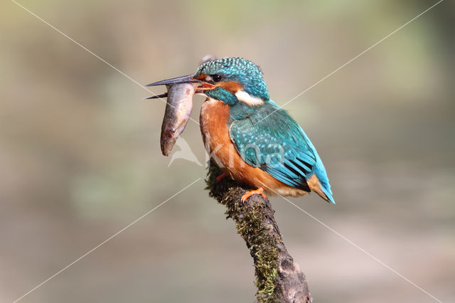 Kingfisher (Alcedo atthis)