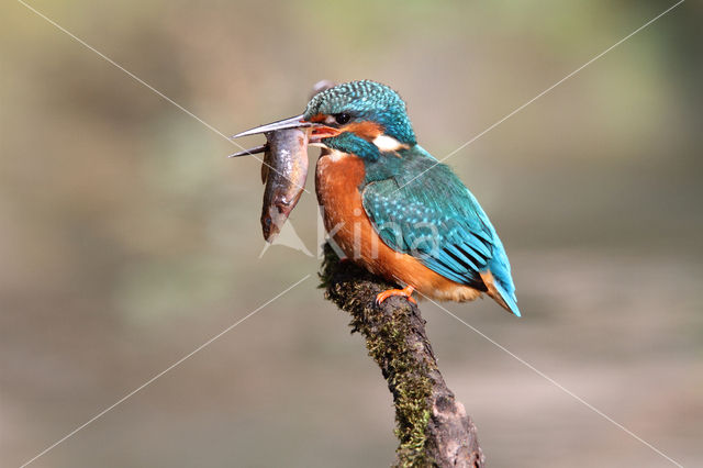 Kingfisher (Alcedo atthis)