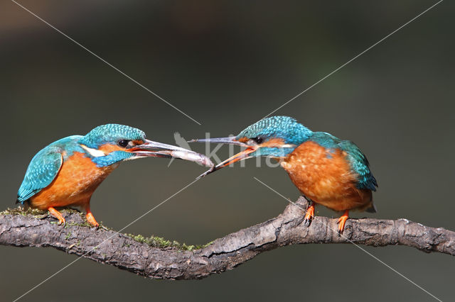 IJsvogel (Alcedo atthis)