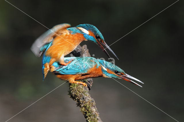 Kingfisher (Alcedo atthis)