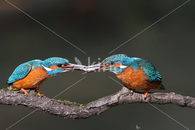 Kingfisher (Alcedo atthis)