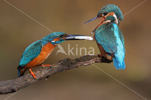 Kingfisher (Alcedo atthis)