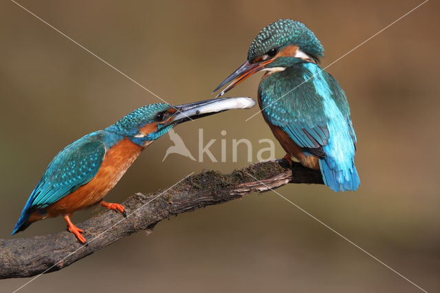 Kingfisher (Alcedo atthis)