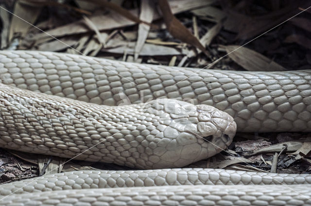 monocled cobra (Naja kaouthia)