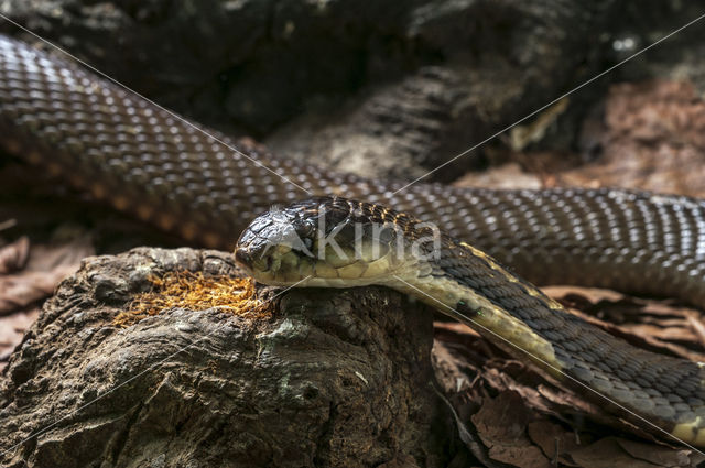 monocled cobra (Naja kaouthia)