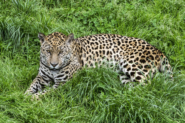 Jaguar (Panthera onca)