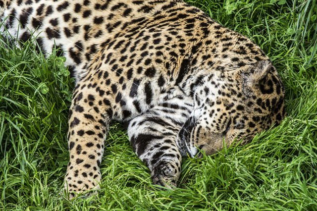 Jaguar (Panthera onca)