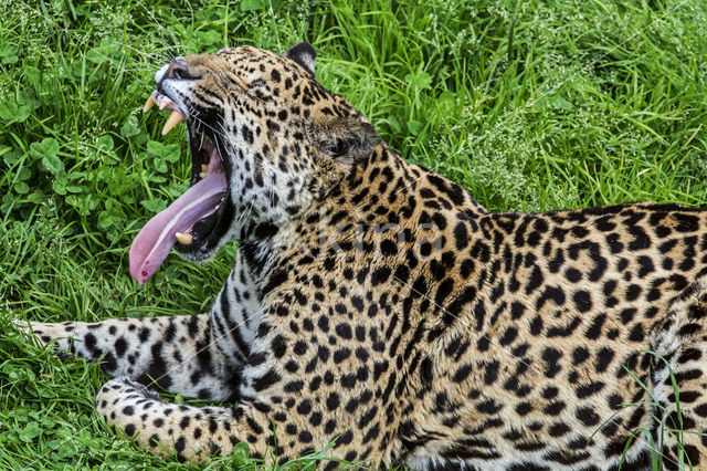 Jaguar (Panthera onca)