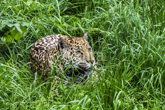 Jaguar (Panthera onca)