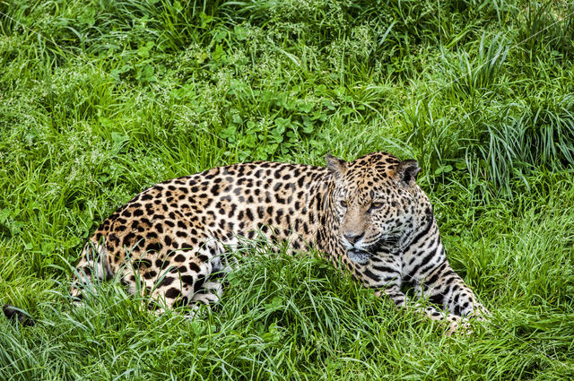 Jaguar (Panthera onca)