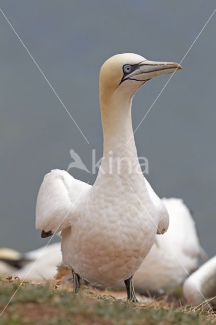 Northern Gannet (Morus bassanus)