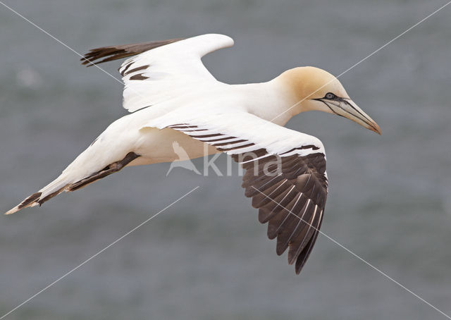 Northern Gannet (Morus bassanus)