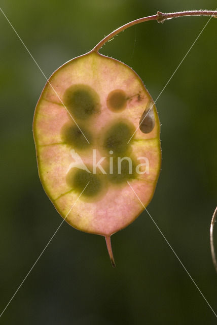 Honesty (Lunaria annua)