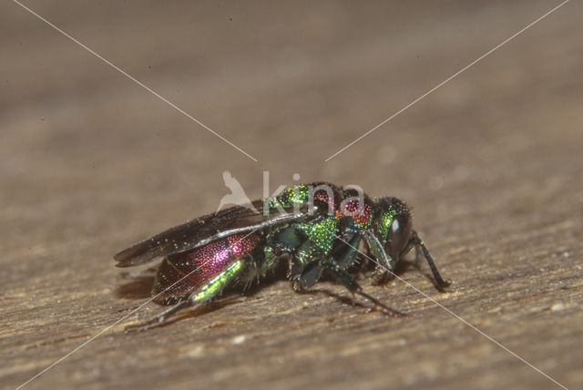 gold wasp (Hedychrum nobile)
