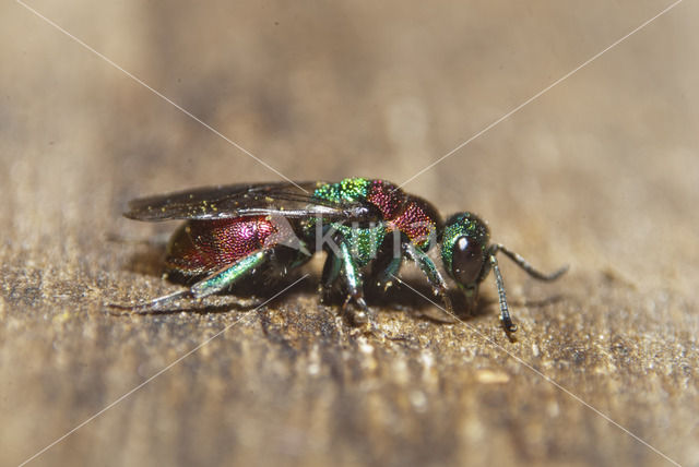 gold wasp (Hedychrum nobile)