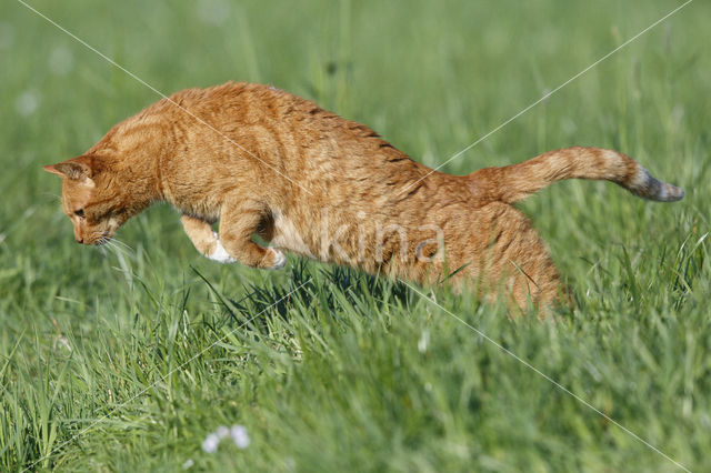 Kat (Felis domesticus