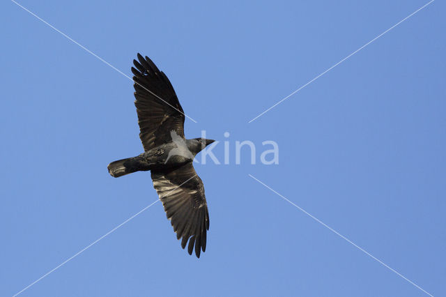 Eurasian Jackdaw (Corvus monedula)