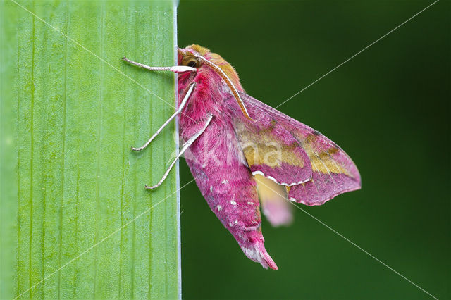 Klein avondrood (Deilephila porcellus)