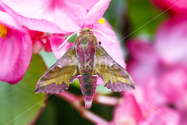 Klein avondrood (Deilephila porcellus)