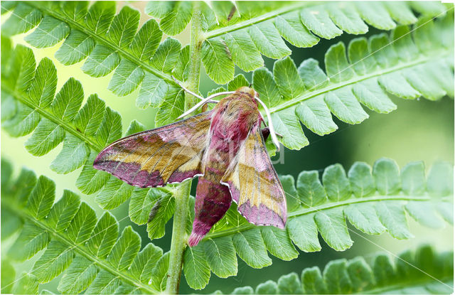 Klein avondrood (Deilephila porcellus)