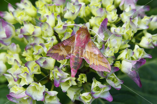 Small Elephant Hawk-moth (Deilephila porcellus)