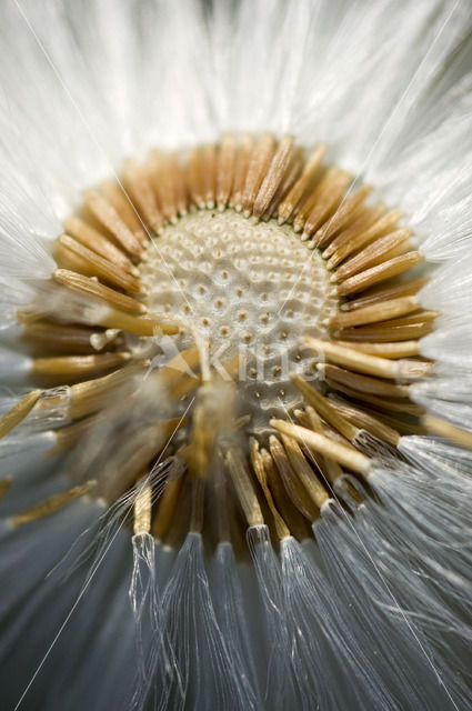 Klein hoefblad (Tussilago farfara)