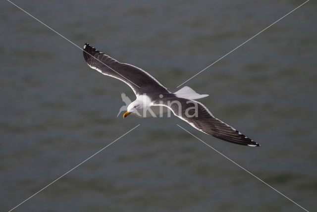 Kleine Mantelmeeuw (Larus fuscus)