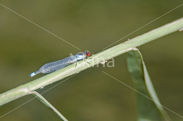Small Red-eyed damselfly (Erythromma viridulum)