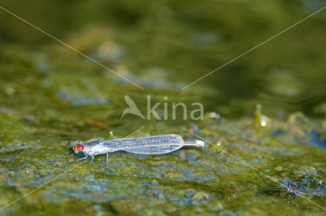 Small Red-eyed damselfly (Erythromma viridulum)