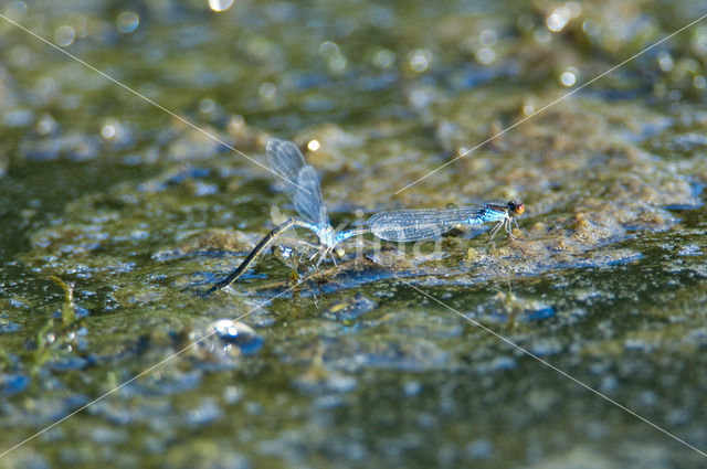 Kleine Roodoogjuffer (Erythromma viridulum)