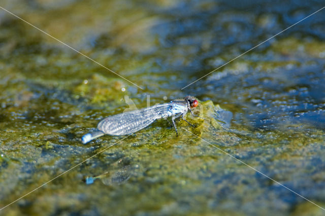 Small Red-eyed damselfly (Erythromma viridulum)