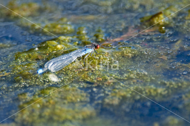 Kleine Roodoogjuffer (Erythromma viridulum)