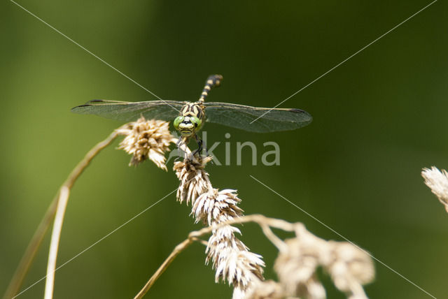 Kleine tanglibel (Onychogomphus forcipatus)