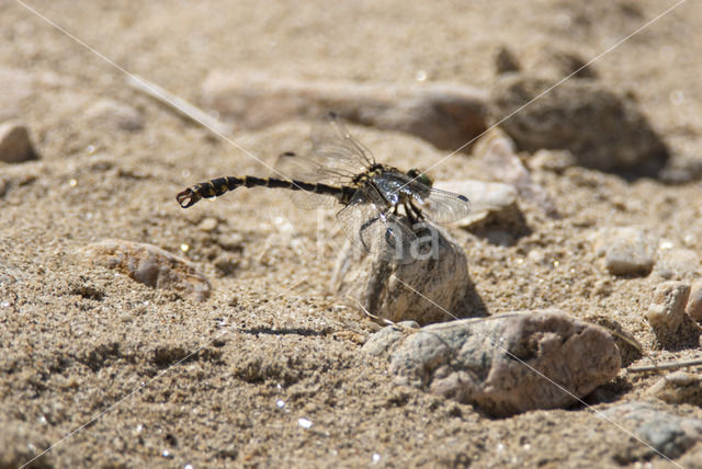 Green-eyed Hooktail (Onychogomphus forcipatus)