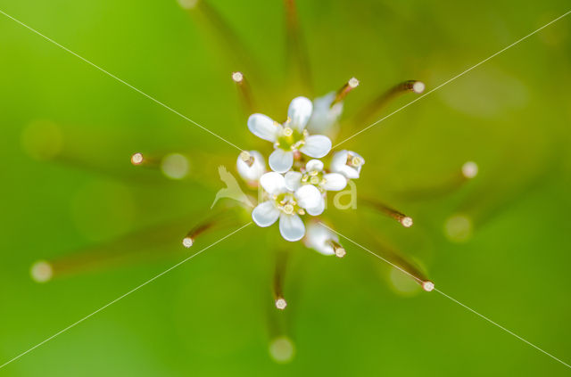 Kleine veldkers (Cardamine hirsuta)