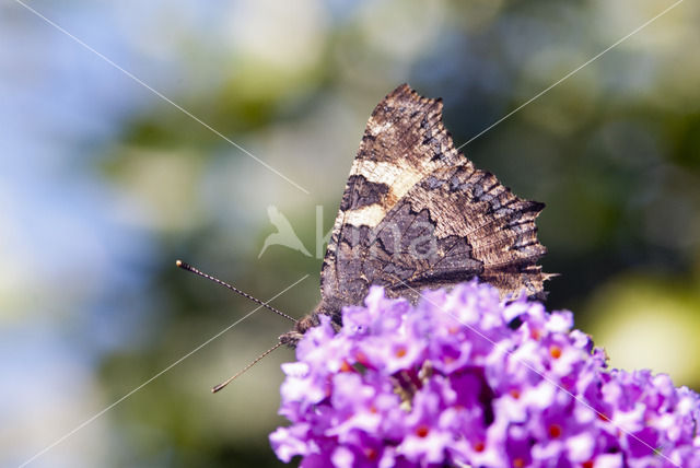 Kleine vos (Aglais urticae)