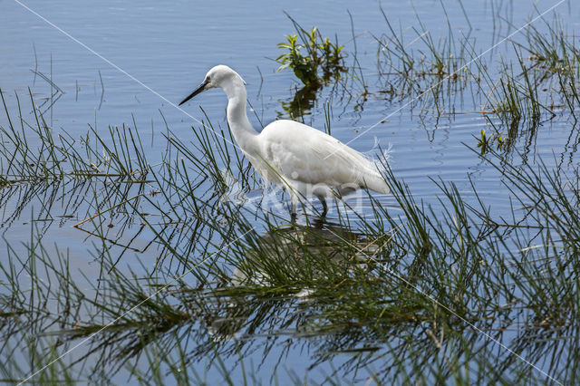 Little Egret (Egretta garzetta)