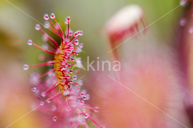 Oblong-leaved Sundew (Drosera intermedia)