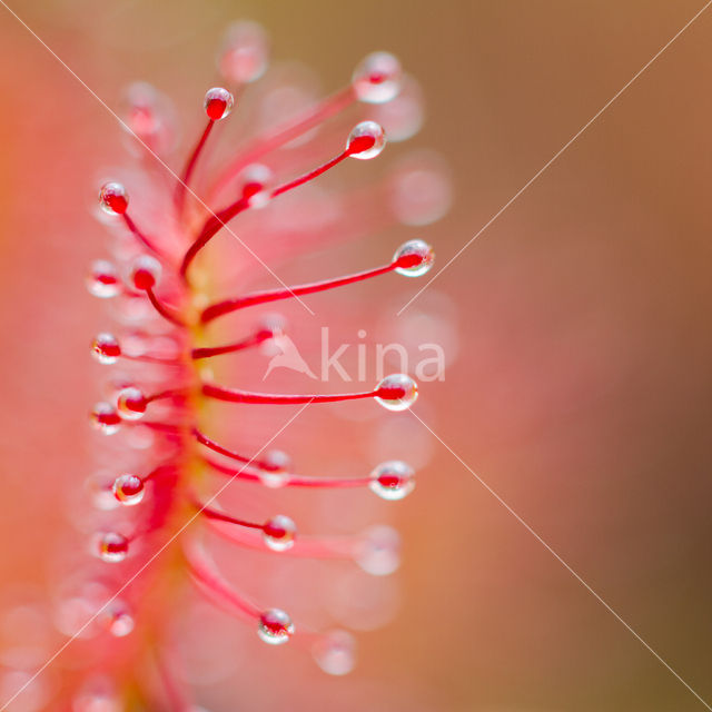 Kleine zonnedauw (Drosera intermedia)