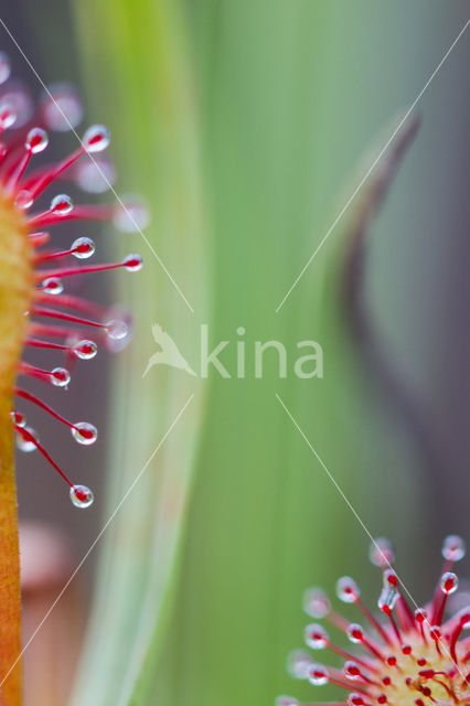 Oblong-leaved Sundew (Drosera intermedia)